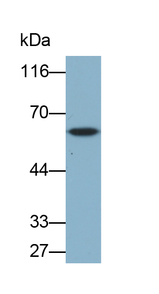 HRP-Linked Polyclonal Antibody to Coagulation Factor IX (F9)