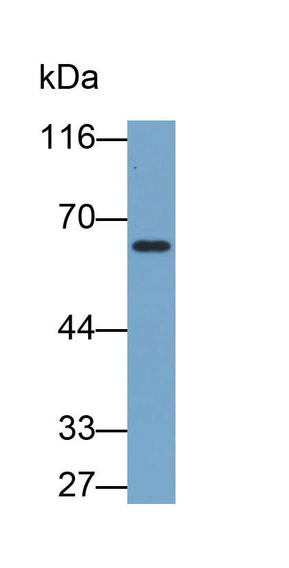 Biotin-Linked Polyclonal Antibody to Gonadotropin Releasing Hormone (GnRH)