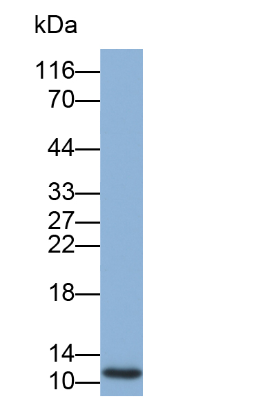 Biotin-Linked Polyclonal Antibody to Gonadotropin Releasing Hormone (GnRH)