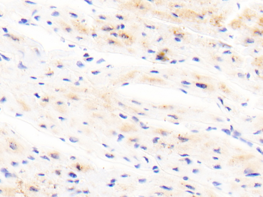 Biotin-Linked Polyclonal Antibody to Apelin 12 (AP12)