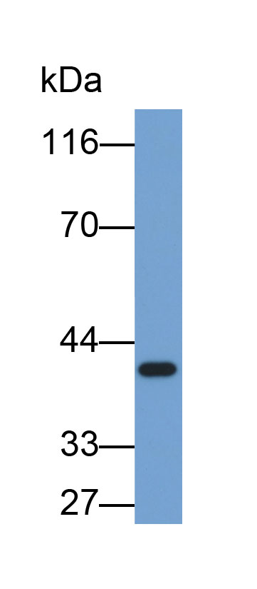 Biotin-Linked Polyclonal Antibody to Heat Shock Protein 40 (HSP40)