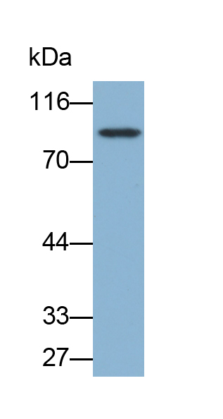 Biotin-Linked Polyclonal Antibody to Cluster Of Differentiation 26 (CD26)