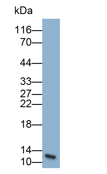 Biotin-Linked Polyclonal Antibody to Serum Amyloid A (SAA)