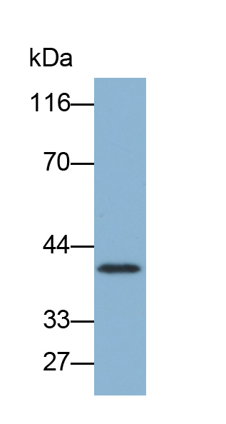 Biotin-Linked Polyclonal Antibody to Renin (REN)