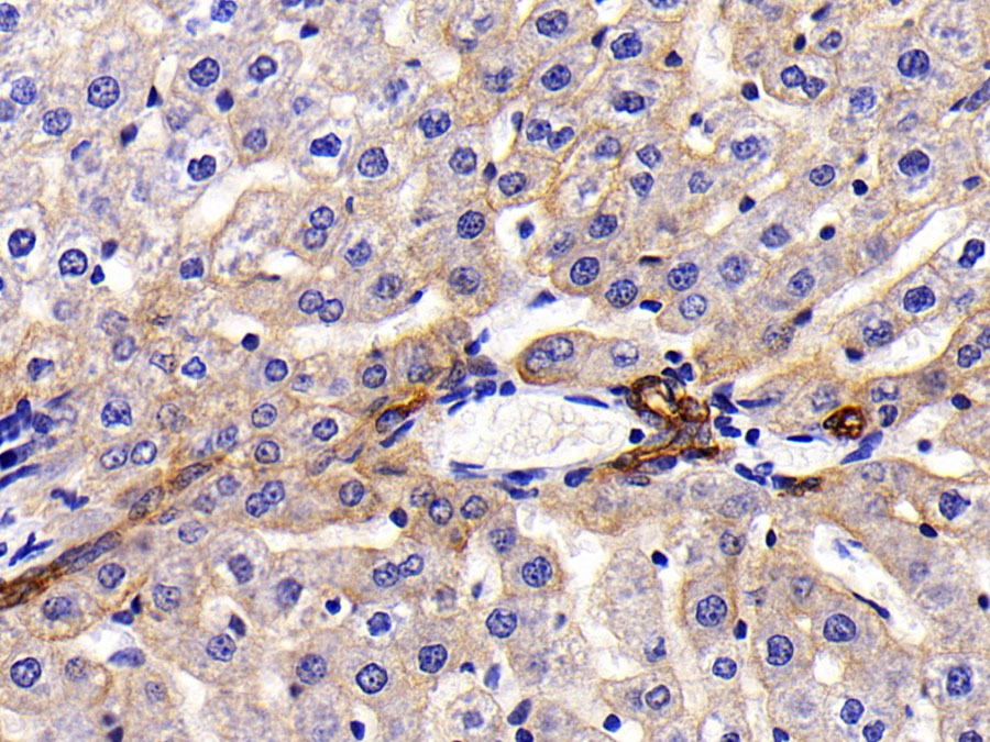 Biotin-Linked Polyclonal Antibody to Retinol Binding Protein 4 (RBP4)