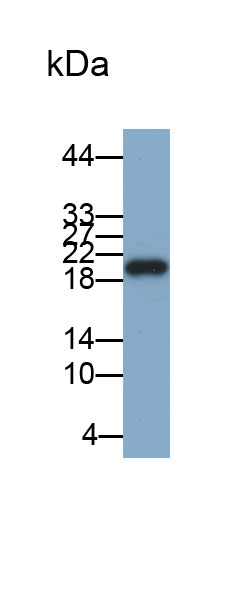 Biotin-Linked Polyclonal Antibody to Retinol Binding Protein 4 (RBP4)