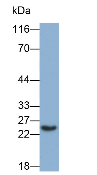 Biotin-Linked Polyclonal Antibody to Retinol Binding Protein 4 (RBP4)