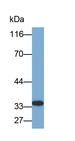 Biotin-Linked Polyclonal Antibody to Intelectin 1 (ITLN1)