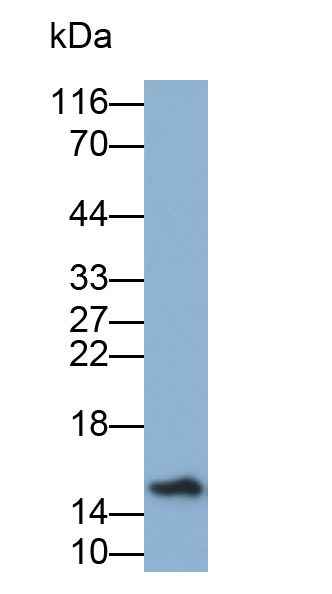 Biotin-Linked Polyclonal Antibody to Gamma-synuclein (SNCG)