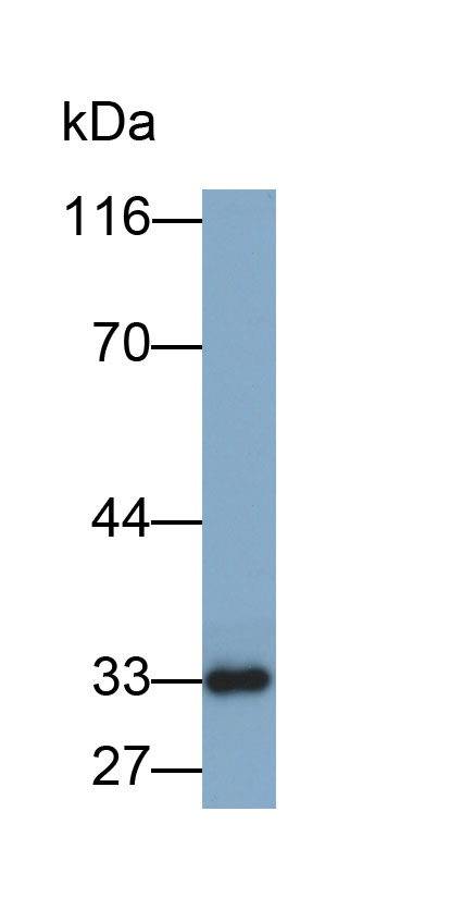 Biotin-Linked Polyclonal Antibody to Kallikrein 1 (KLK1)