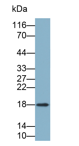 Biotin-Linked Polyclonal Antibody to Cyclophilin A (CYPA)