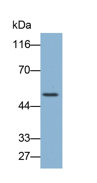 Biotin-Linked Polyclonal Antibody to Cytochrome P450 2E1 (CYP2E1)