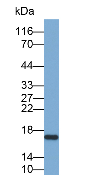 Biotin-Linked Polyclonal Antibody to Acid Phosphatase 1 (ACP1)