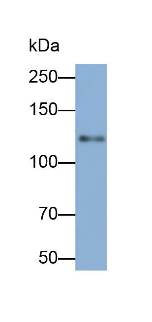 Biotin-Linked Polyclonal Antibody to Placental Cadherin (P-cadherin)