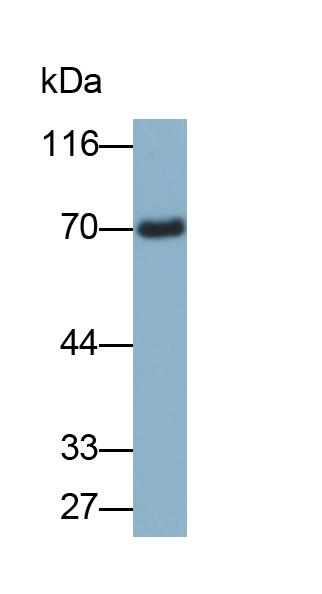 Biotin-Linked Polyclonal Antibody to Albumin (ALB)