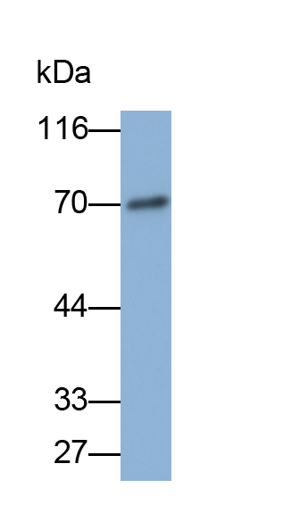 Biotin-Linked Polyclonal Antibody to Albumin (ALB)