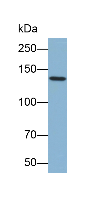 Biotin-Linked Polyclonal Antibody to Protein Tyrosine Phosphatase Receptor Type C (CD45)