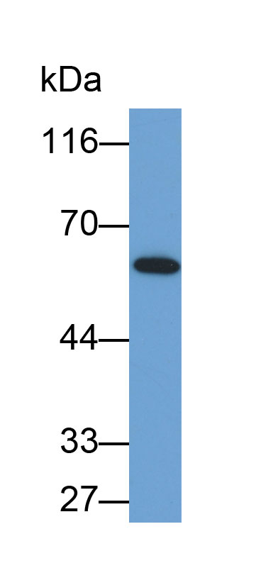 Biotin-Linked Polyclonal Antibody to Vitronectin (VTN)