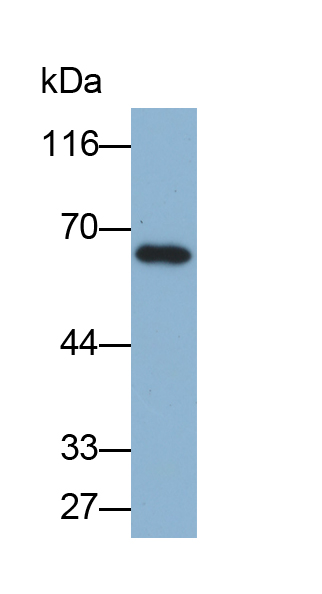 Biotin-Linked Polyclonal Antibody to Heat Shock 70kDa Protein 1 Like Protein (HSPA1L)