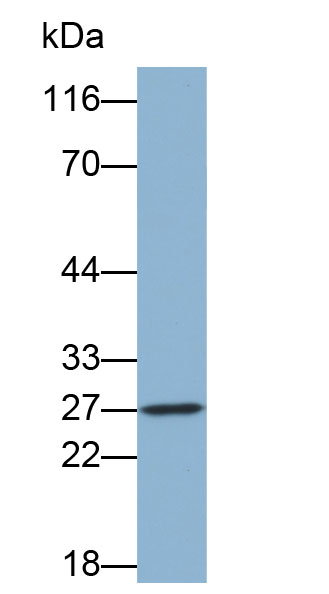 Biotin-Linked Polyclonal Antibody to Tryptase (TPS)