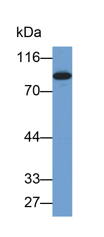 Biotin-Linked Polyclonal Antibody to Polymeric Immunoglobulin Receptor (PIGR)