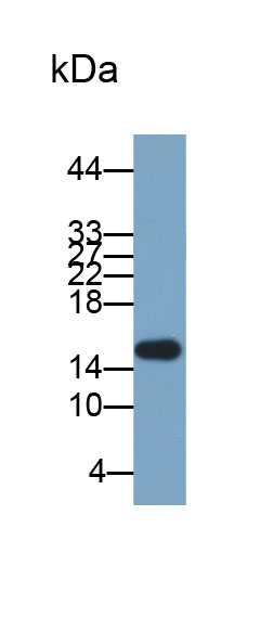 Biotin-Linked Polyclonal Antibody to Superoxide Dismutase 2, Mitochondrial (SOD2)