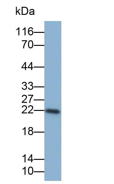 Biotin-Linked Polyclonal Antibody to Superoxide Dismutase 2, Mitochondrial (SOD2)