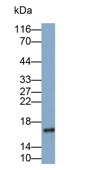 Biotin-Linked Polyclonal Antibody to Galanin (GAL)