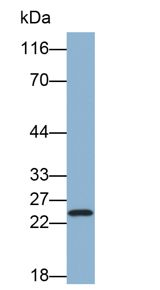 Biotin-Linked Polyclonal Antibody to Glutathione S Transferase Pi (GSTp)