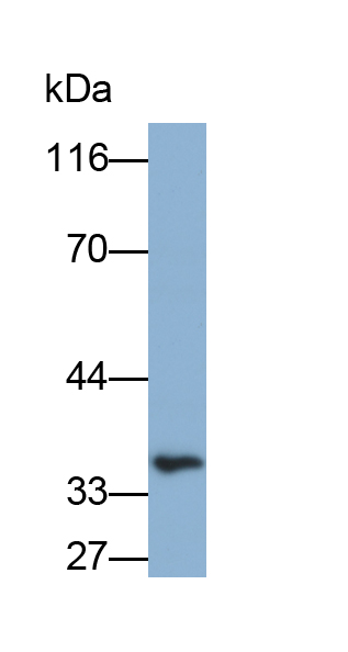 Biotin-Linked Polyclonal Antibody to Arginase (ARG)