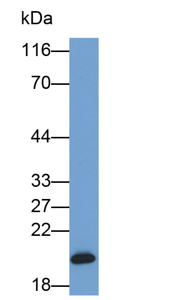 Biotin-Linked Polyclonal Antibody to Deoxyribonuclease I (DNASE1)