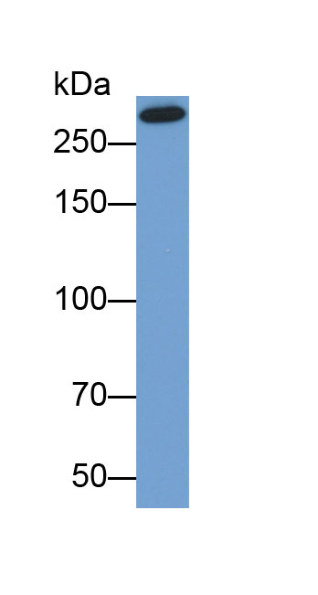 Biotin-Linked Polyclonal Antibody to Chondroitin Sulfate Proteoglycan 4 (CSPG4)