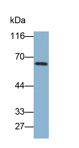 Biotin-Linked Polyclonal Antibody to Cluster Of Differentiation 4 (CD4)