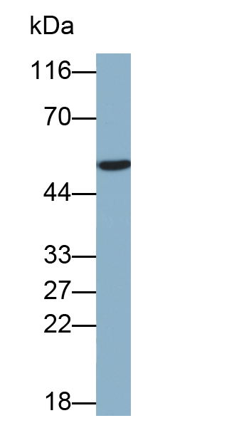 Biotin-Linked Polyclonal Antibody to Cluster Of Differentiation 4 (CD4)