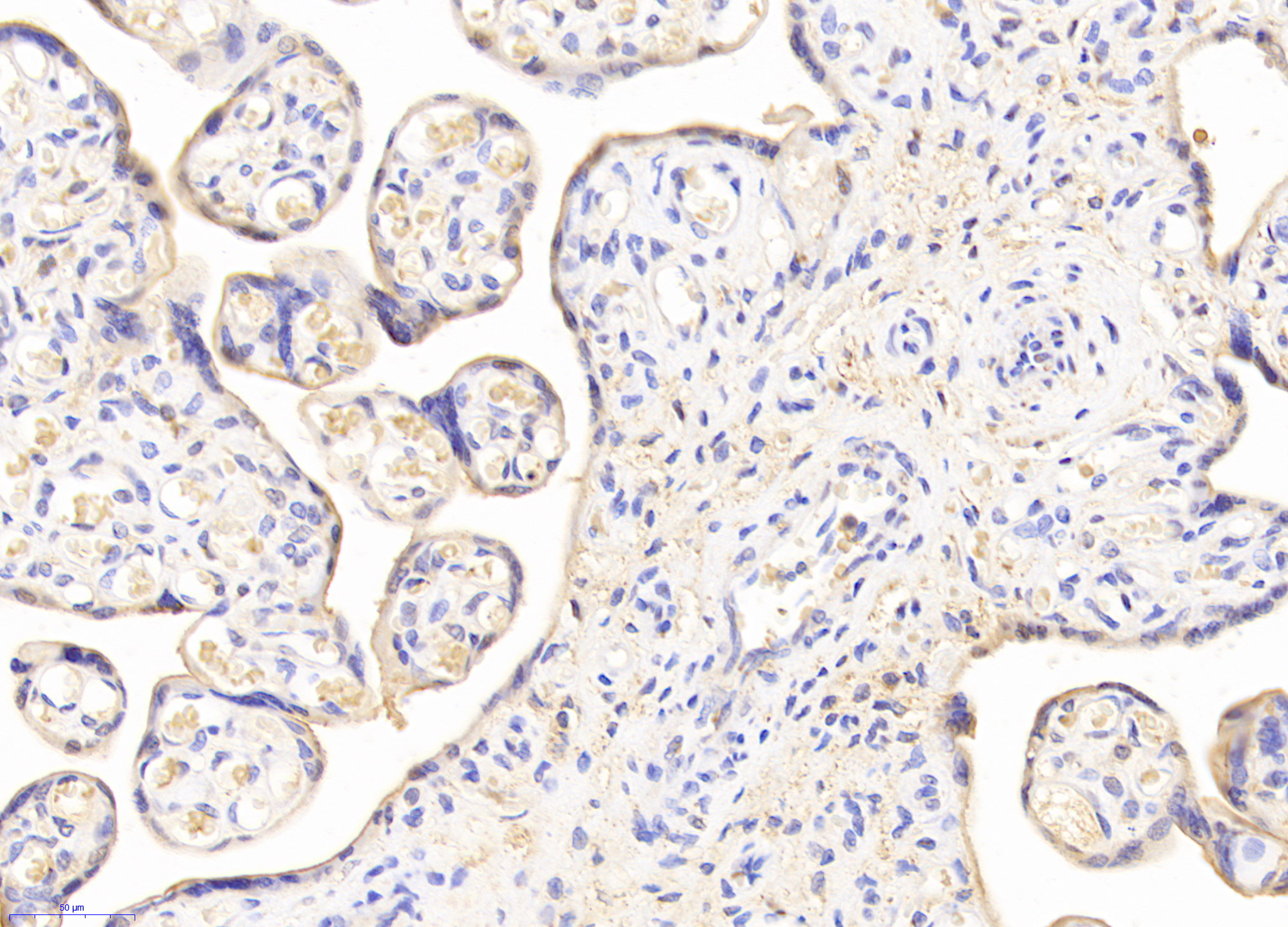 Biotin-Linked Polyclonal Antibody to Transferrin Receptor (TFR)