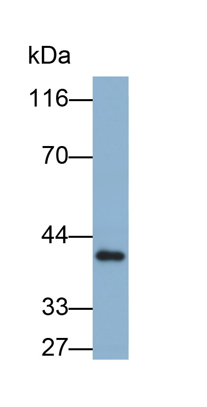 Biotin-Linked Polyclonal Antibody to Clusterin (CLU)