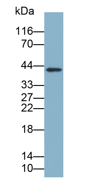 Biotin-Linked Polyclonal Antibody to Clusterin (CLU)