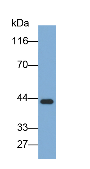 Biotin-Linked Polyclonal Antibody to Clusterin (CLU)