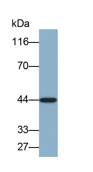 Biotin-Linked Monoclonal Antibody to Aspartate Aminotransferase (AST)