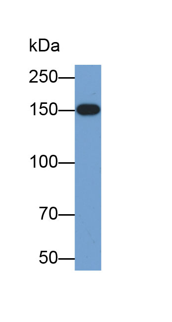 Biotin-Linked Polyclonal Antibody to Integrin Alpha 2 (ITGa2)