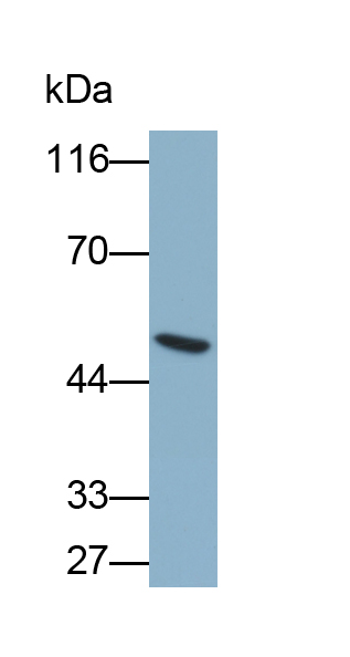 Biotin-Linked Polyclonal Antibody to Cytokeratin 18 (CK18)