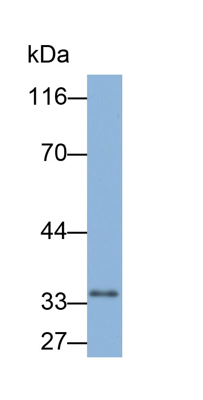 Biotin-Linked Polyclonal Antibody to Cyclin Dependent Kinase 4 (CDK4)