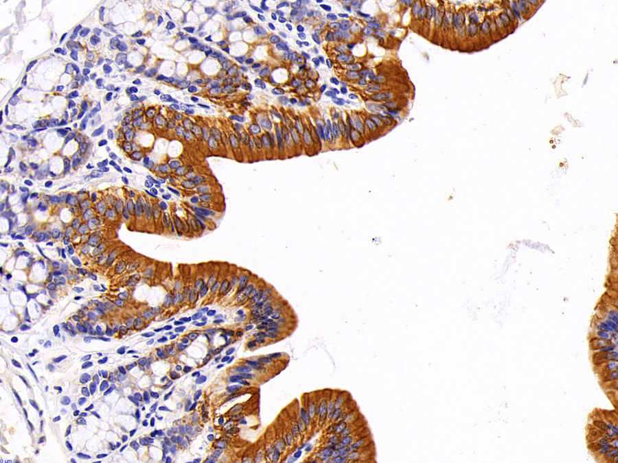 Biotin-Linked Polyclonal Antibody to Cytokeratin 19 (CK19)