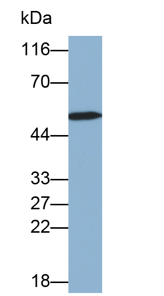 Biotin-Linked Polyclonal Antibody to Cytokeratin 20 (CK 20)