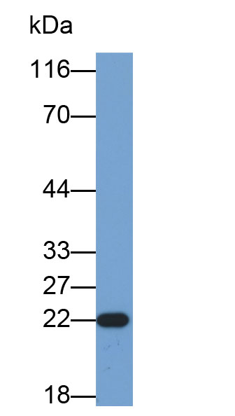 Biotin-Linked Polyclonal Antibody to Tumor Necrosis Factor Ligand Superfamily, Member 7 (TNFSF7)