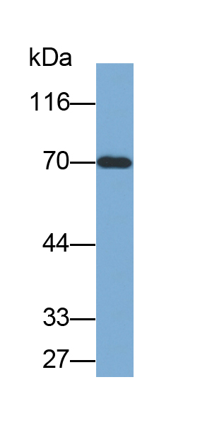 Biotin-Linked Polyclonal Antibody to Glutamate Decarboxylase 2 (GAD2)