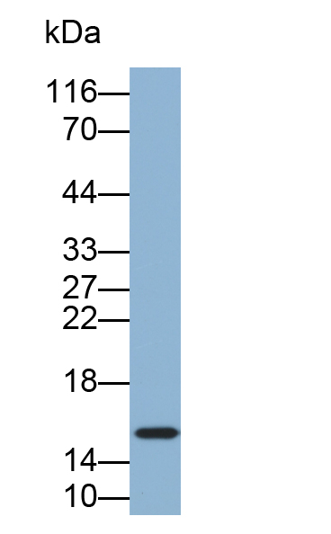 Biotin-Linked Polyclonal Antibody to Fatty Acid Binding Protein 7, Brain (FABP7)