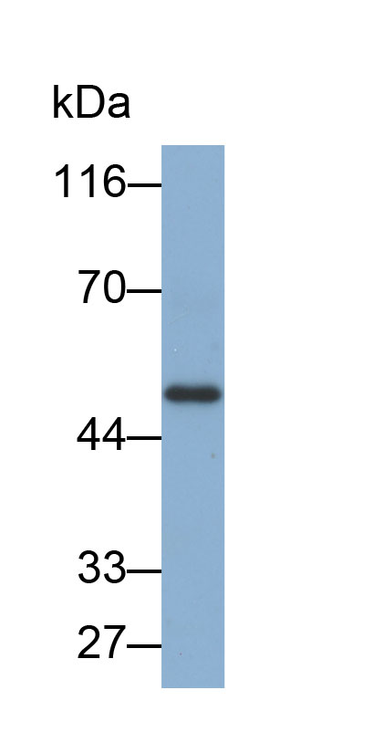 Biotin-Linked Polyclonal Antibody to V-Myc Myelocytomatosis Viral Oncogene Homolog (MYC)