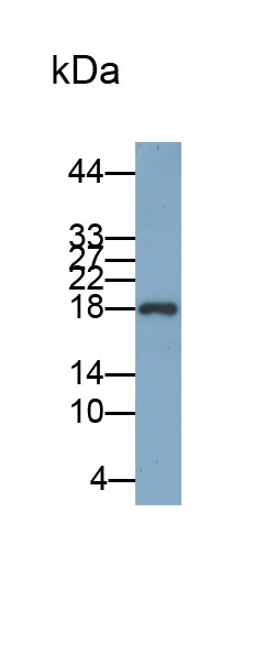 Biotin-Linked Polyclonal Antibody to Pleiotrophin (PTN)