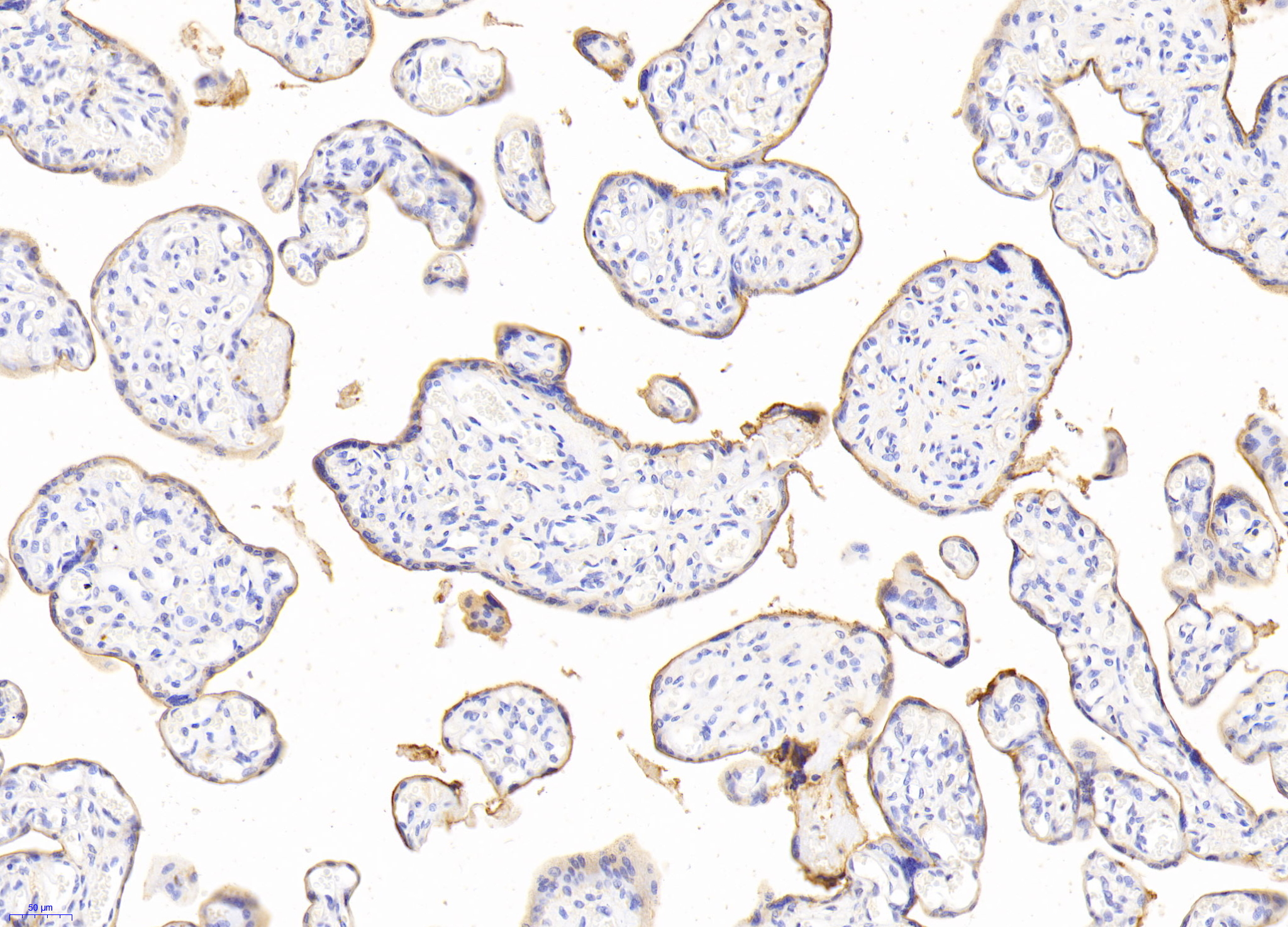 Biotin-Linked Polyclonal Antibody to Cluster of Differentiation 59 (CD59)